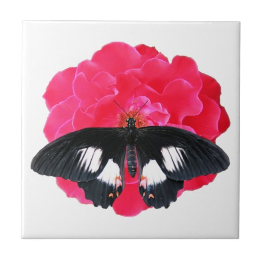 Carreau Rose et Swallowtail (Devant)