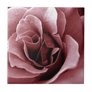 Carreau Rose Fleur Monochrome de Près