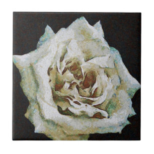 Carreau Rose impressionniste isolé sur noir