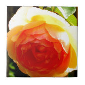 Carreau Rose jaune (Devant)