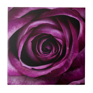 Carreau Rose pourpre foncé