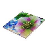 Carreau Rose rose carême bleu boule de verre (Côté)