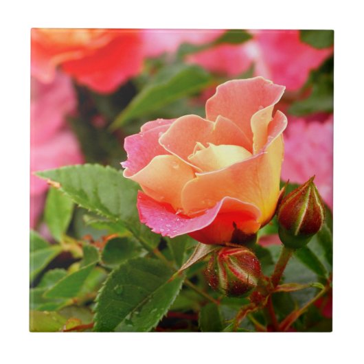 Carreau Rose rose et orange (Devant)