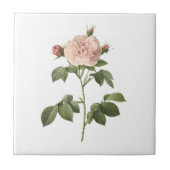 Carreau rose rose pâle (Rosa alba regalis) par Redouté (Devant)