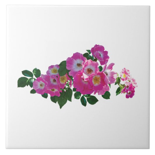 Carreau Rose rose Rambler (Devant)