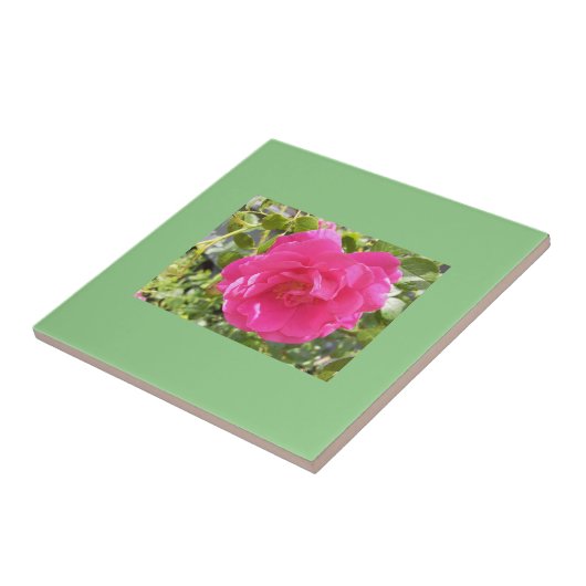 Carreau Rose rose rose (Côté)