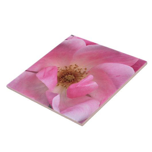 Carreau Rose rose rose (Côté)