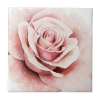 Rose rose rose