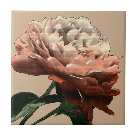 Carreau Rose rouge rubis aux accents blancs (Devant)