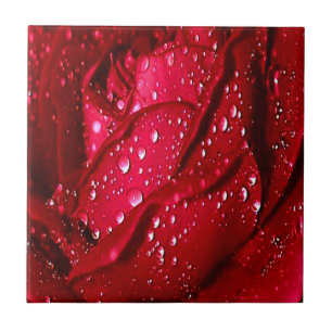 Carreau Rose rouge unique sous la pluie