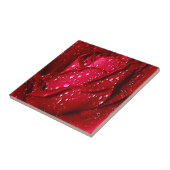 Carreau Rose rouge unique sous la pluie (Côté)