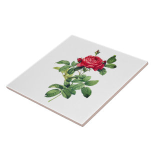 Carreau Rose rouge vintage