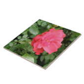 Carreau Rose sauvage (Côté)
