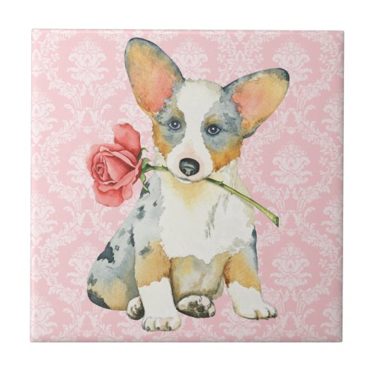 Carreau Rose Valentin Cardigan Welsh Corgi (Devant)