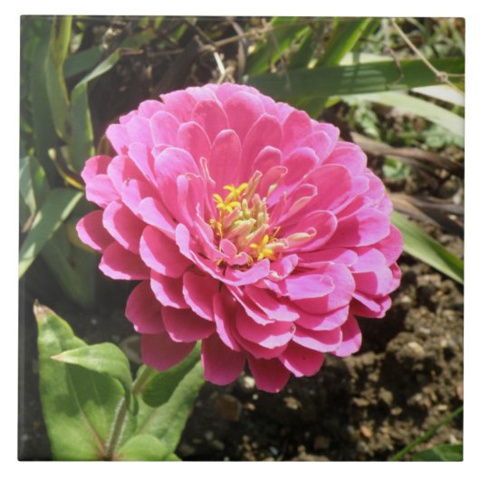 Carreau rose Zinnia (Devant)
