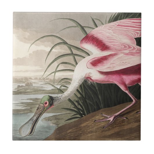 Carreau Roseate Spoonbill Art Vintage Audubon (Devant)