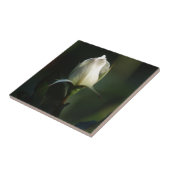 Carreau Rosebud blanc (Côté)