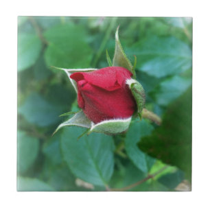 Carreau rosebud rouge