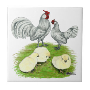 Carreau Rosecomb Bantams et Chicks