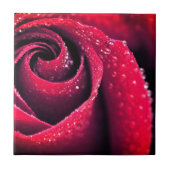 Carreau Rosée du matin aux pétales de rose rouge, photogra (Devant)