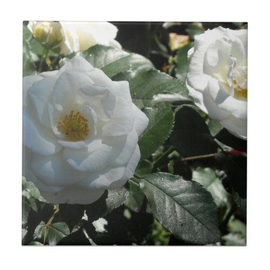 Carreau Roses de thé blanches (Devant)