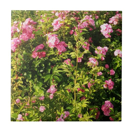 Carreau Roses roses en fleur (Devant)