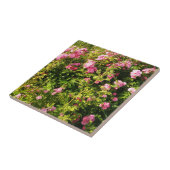 Carreau Roses roses en fleur (Côté)