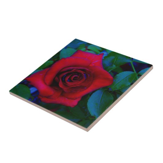 Carreau Roses rouges aux tons bleus (Côté)