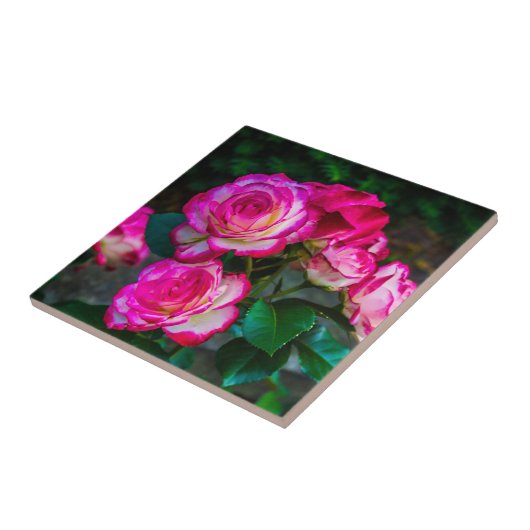 Carreau Roses rouges et blancs (Côté)