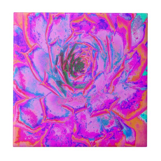 Carreau Rosette Succulente pourpre et magenta (Devant)