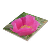 Carreau Rosier sauvage F7 (Côté)