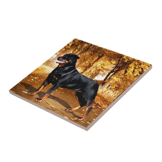 Carreau Rottweiler (Côté)