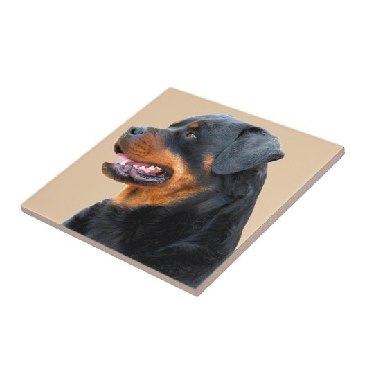 Carreau Rottweiler (Côté)