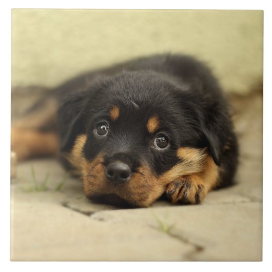 Carreau Rottweiler20150901 (Devant)