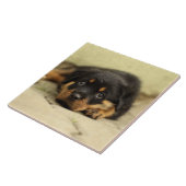 Carreau Rottweiler20150901 (Côté)