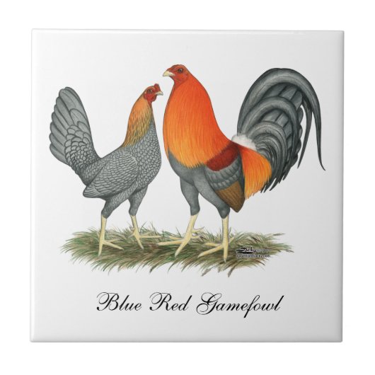 Carreau Rouge bleu Gamefowl (Devant)