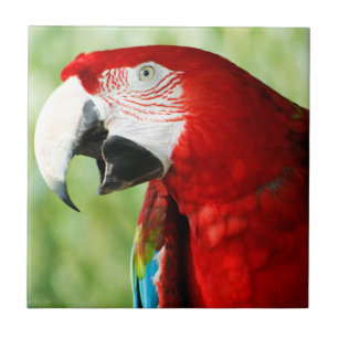 Carreau Rouge brillant