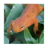 Carreau Rouge Eft Orange Salamander Nature (Devant)