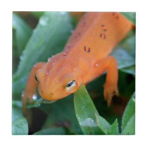 Carreau Rouge Eft Orange Salamander Nature