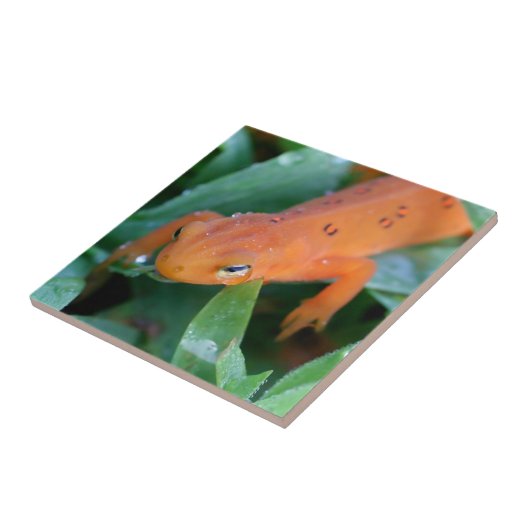 Carreau Rouge Eft Orange Salamander Nature (Côté)