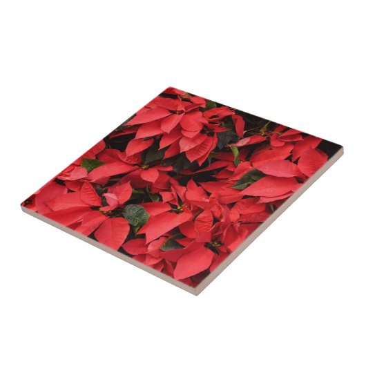 Carreau Rouge Poinsettias II Noël Fête Florale (Côté)