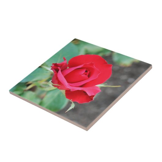 Carreau Rouge rose (Côté)