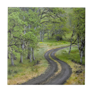 Carreau Route de campagne à travers les arbres, Oregon
