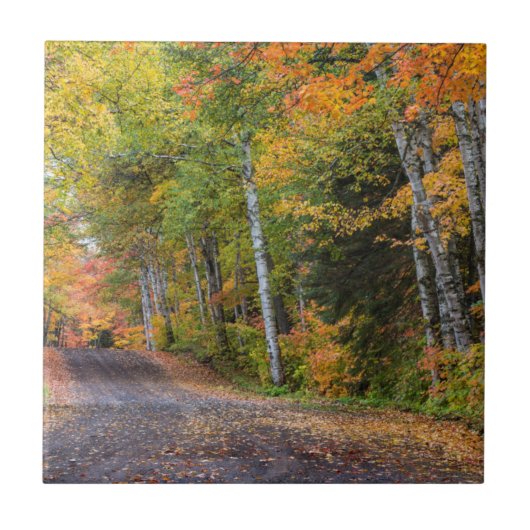 Carreau Route de gravier jonchée de feuilles avec des coul (Devant)