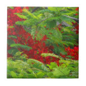 Carreau Royal Poinciana (Devant)
