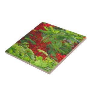 Carreau Royal Poinciana