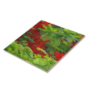 Carreau Royal Poinciana