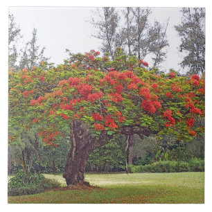 CARREAU "ROYAL POINCIANA TREE"/BLOSSOMS ROUGES