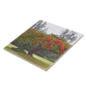 CARREAU "ROYAL POINCIANA TREE"/TILE CÉRAMIQUE/TRIVET (Côté)