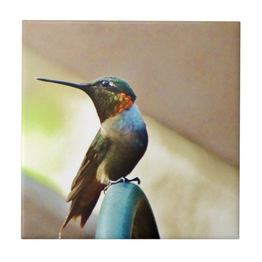 Carreau Ruby perché et petit colibri vert (Devant)